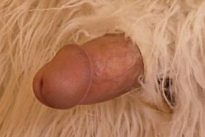 bdsm小电影